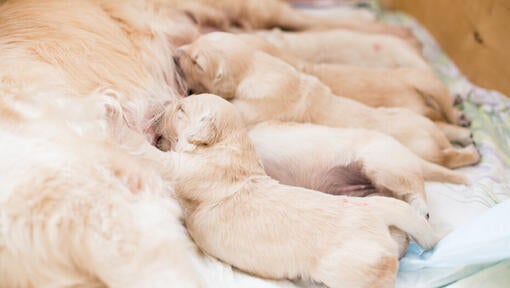 Weaning Puppies: What You Need To Know | Purina